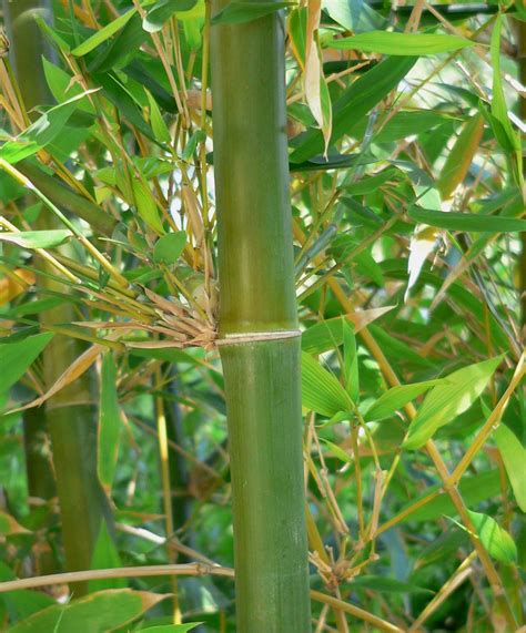 Evinsensin bambum